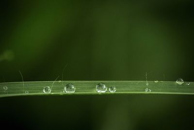 Close-up of plant