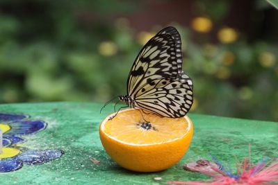 Close-up of butterfly on halved orange fruit