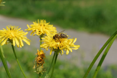 Close-up of bee on yellow flower