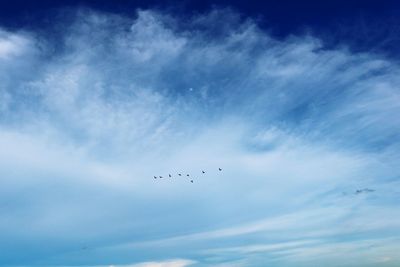 Low angle view of birds flying in sky