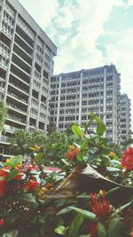 View of flowering plant against apartment building