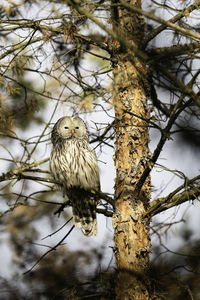 Low angle view of eagle perching on tree