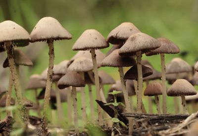 Close-up of mushrooms growing on field