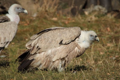 Side view of a bird on field