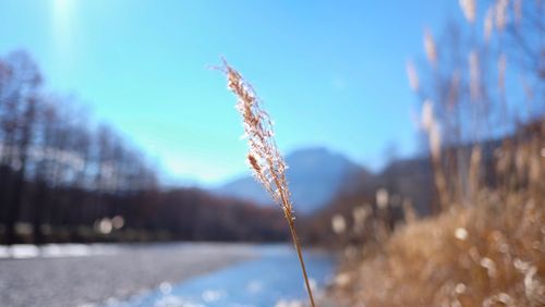 Close-up of frozen plant against sky