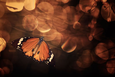 Close-up of butterfly on flower