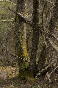 Close-up of tree trunk in forest