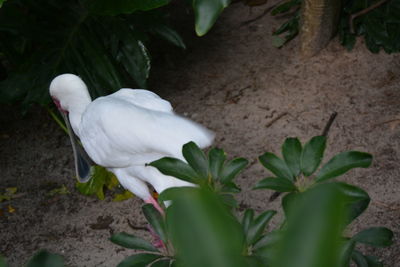 High angle view of white bird on field