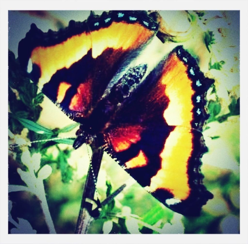 transfer print, animal themes, auto post production filter, one animal, close-up, wildlife, animals in the wild, insect, leaf, natural pattern, butterfly - insect, animal markings, butterfly, nature, outdoors, plant, no people, beauty in nature, day, focus on foreground