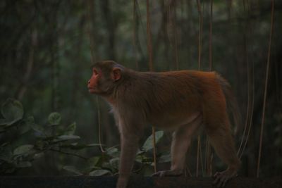 Side view of monkey walking