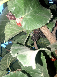 Close-up of fruits growing on plant