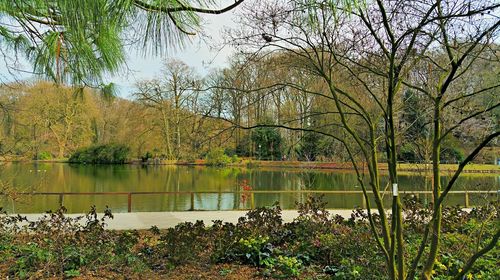 Reflection of trees in lake