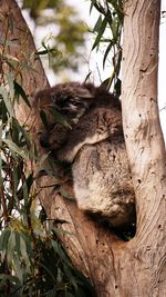 View of an animal sleeping on tree trunk