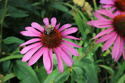Close-up of honey bee on purple coneflower blooming outdoors