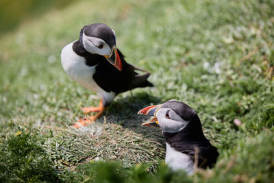 Puffin standing on a rock cliff . fratercula arctica