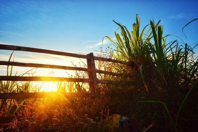 Plants growing on field against sky during sunset