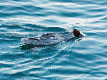 Bird swimming in water