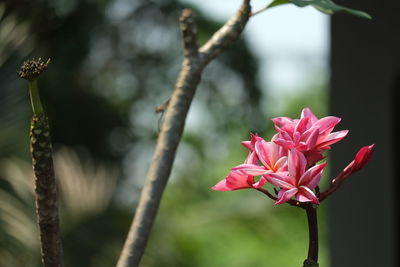 Close-up of pink flowering plant