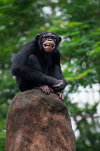 Low angle view of chimpanzee sitting on rock