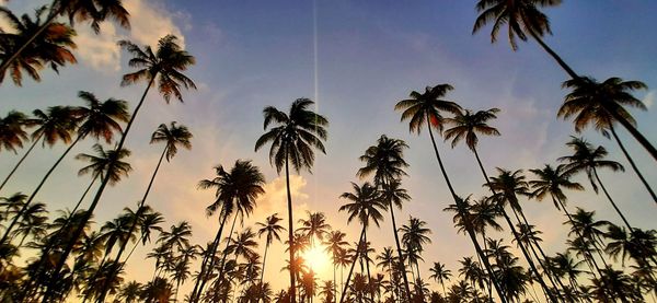 Low angle view of palm trees against sky during sunset