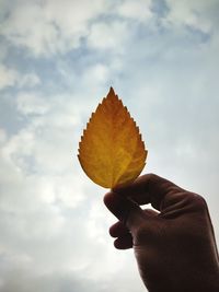 Close-up of person holding leaf against sky