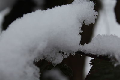 Close-up of frozen tree against sky