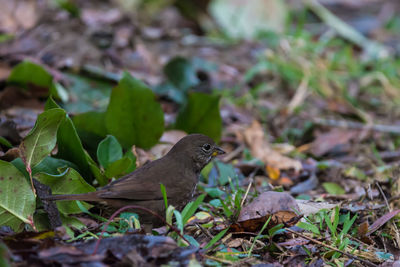 Close-up of bird perching on field