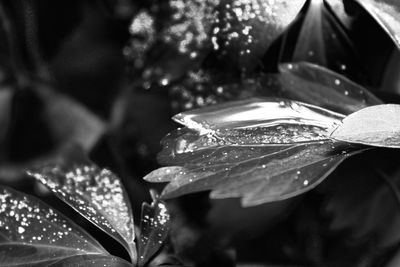 Close-up of water drops on leaves