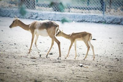 View of giraffe