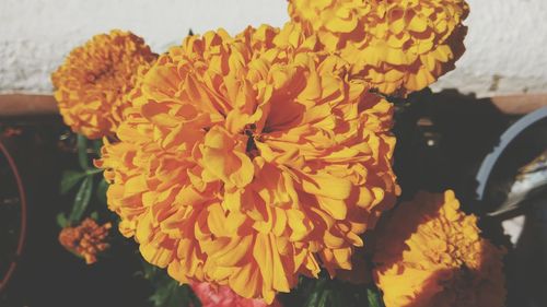 Close-up of yellow hibiscus blooming outdoors