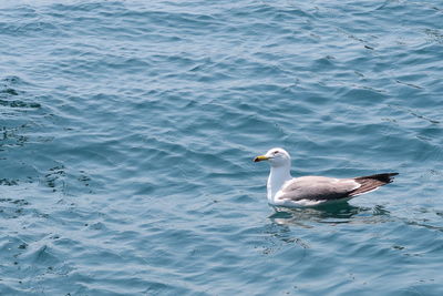 High angle view of seagull swimming in sea