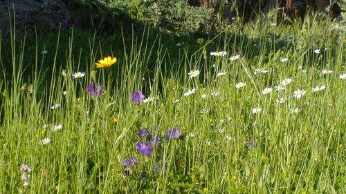 Flowers blooming on field
