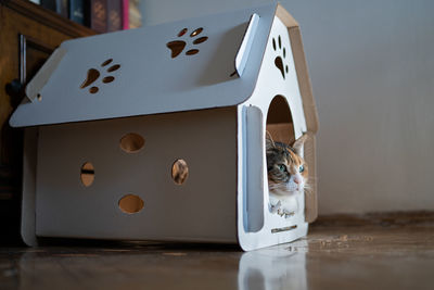 Cat resting in cardboard box house. zero waste for animals. eco friendly pet home concept.