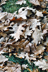Close-up of dry leaves on field