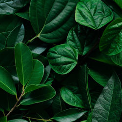 Full frame shot of green leaves