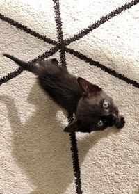 High angle view of cat on shadow