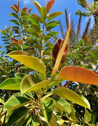 Close-up of tree by plant against sky