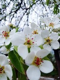 Close-up of apple blossoms in spring