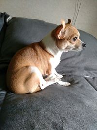 Dog sleeping on sofa