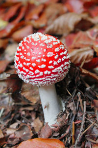 Close-up of fly agaric mushroom