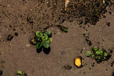 Plant growing on ground