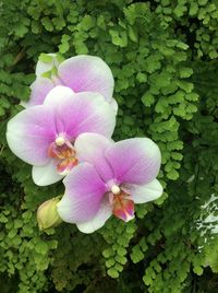 Close-up of pink flower