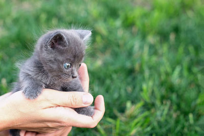 Gray kitten one month old in hands. cat and green lawn outside. copy space