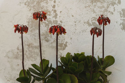 Close-up of red flowering plant against wall