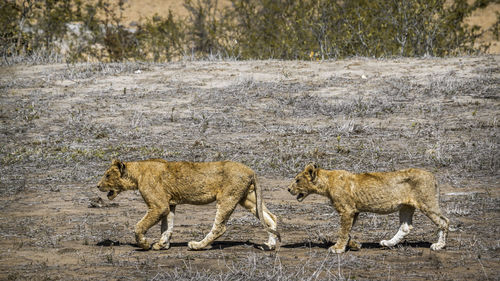 Lioness walking on land