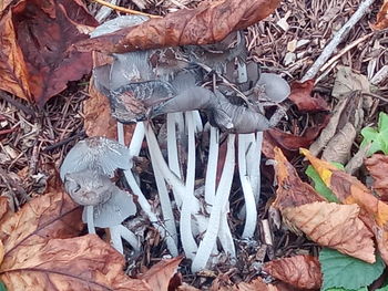 High angle view of dry leaves on field