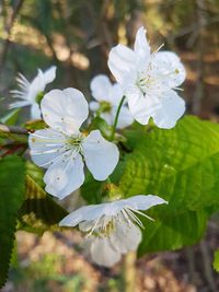 Close-up of white cherry blossom