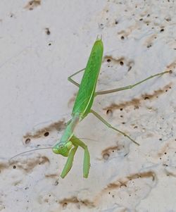 Close-up of insect on wall