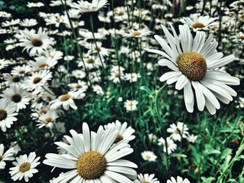 Close-up of white daisy blooming outdoors