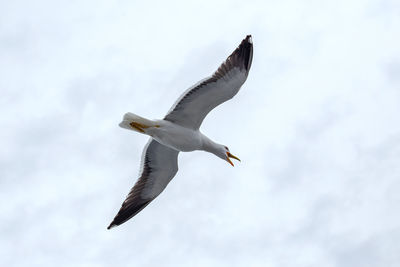 Low angle view of seagull flying in sky